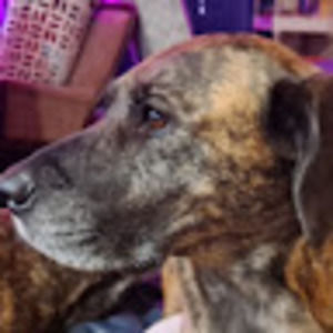 Meet your Posher, Heidi